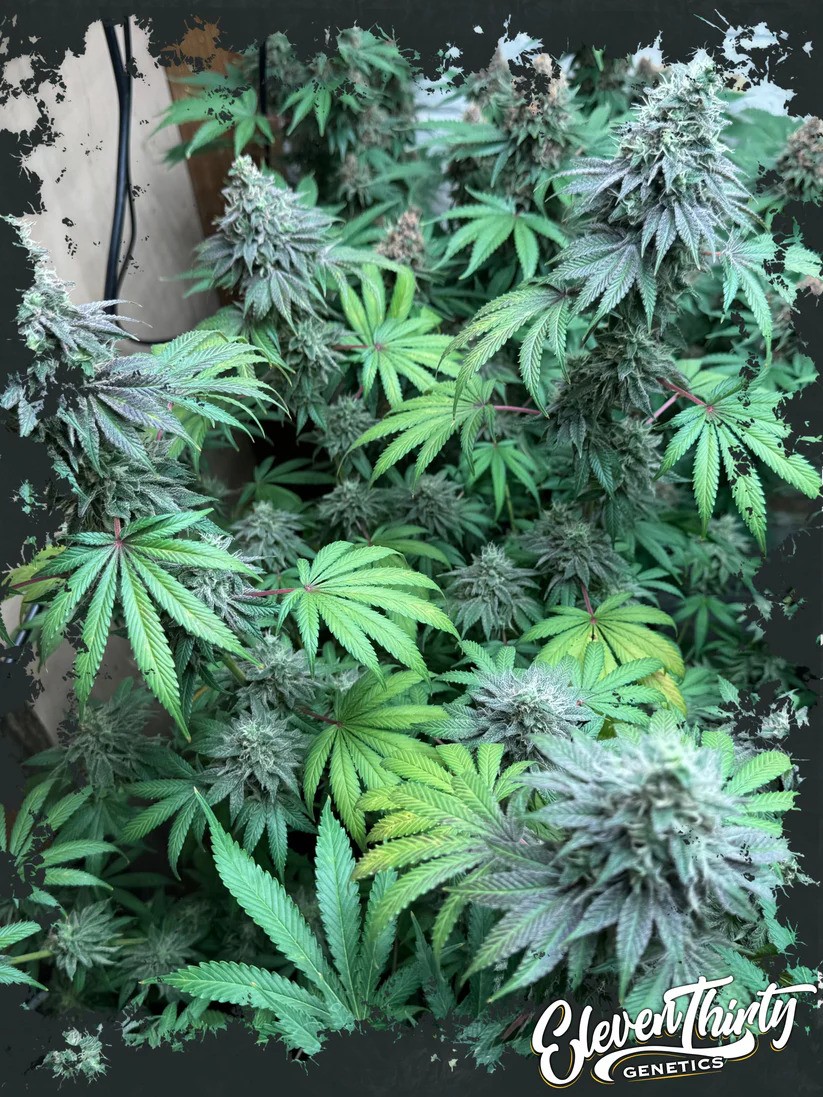  Eleven Thirty Genetics - Swamp Fumez - Feminized