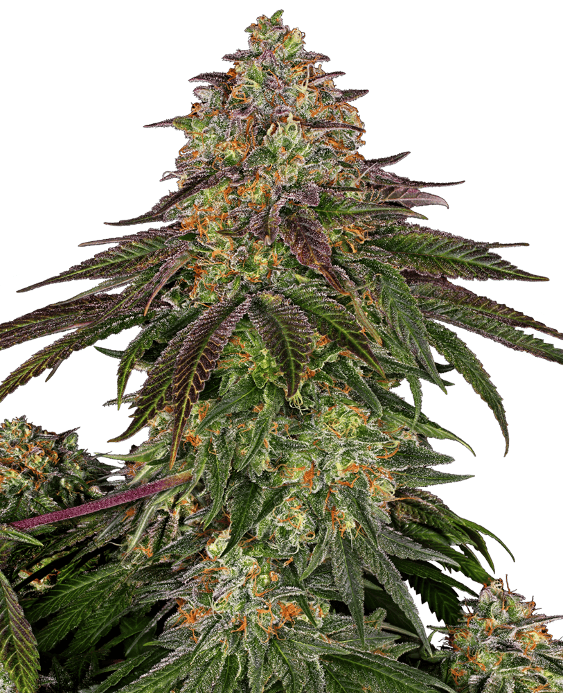 Sensi Seeds - Sweet Cherry Kush - Feminised 