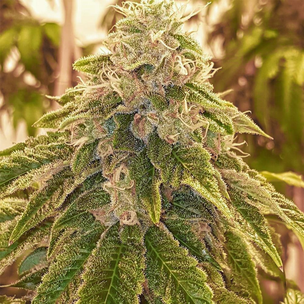 Karma Genetics Seeds - Sweets - Regular 