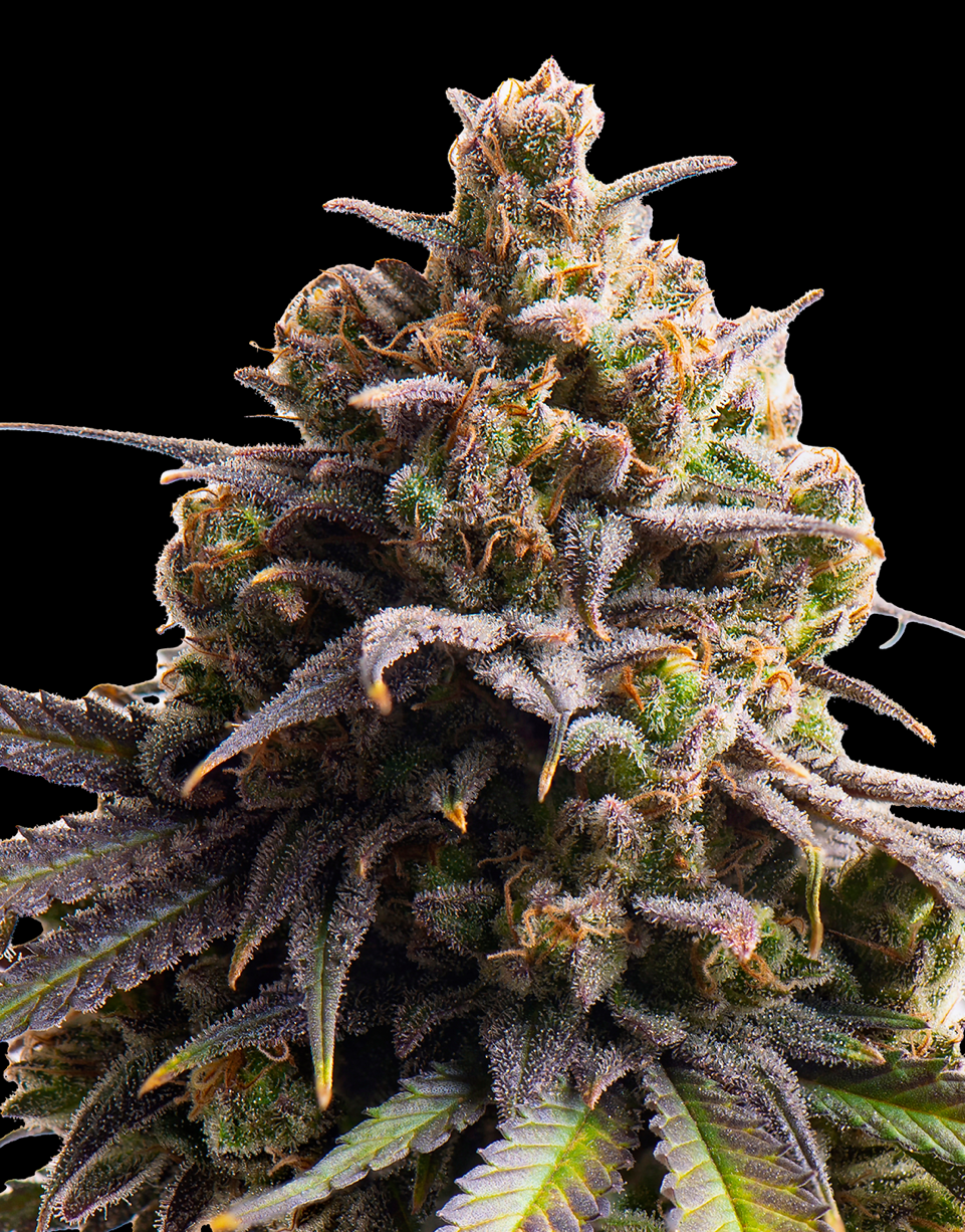 Triploids Cannabis Seeds - Tahitian Tingle - Feminized Triploid