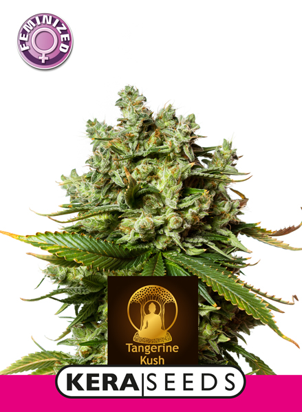 Kera Seeds - Tangerine Kush - Feminized