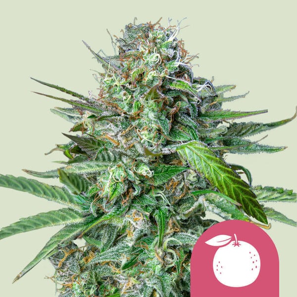 Royal Queen Seeds - Tangie Feminized