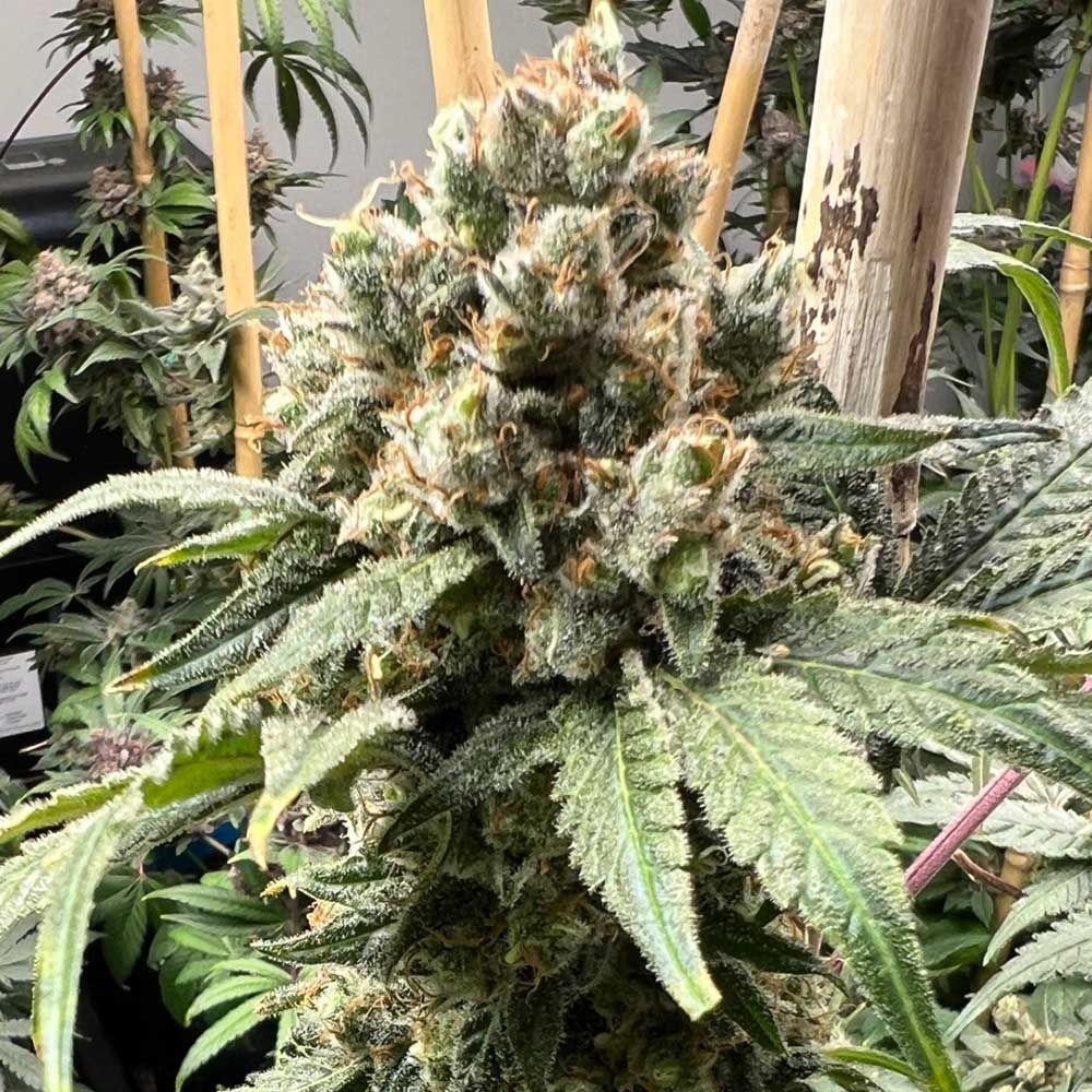 Mosca Seeds - Tapestry - Feminized