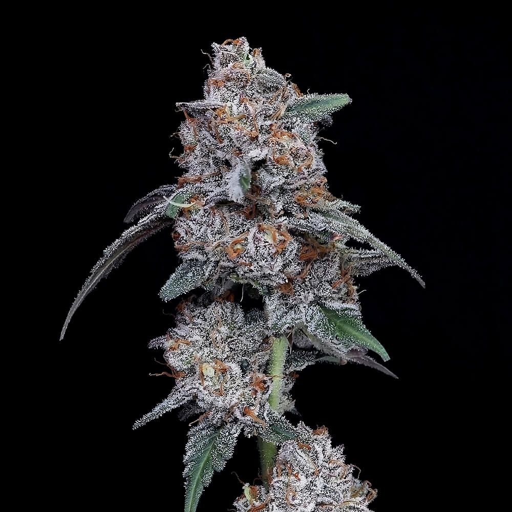 DNA Genetics - The Big Mac Auto Feminized