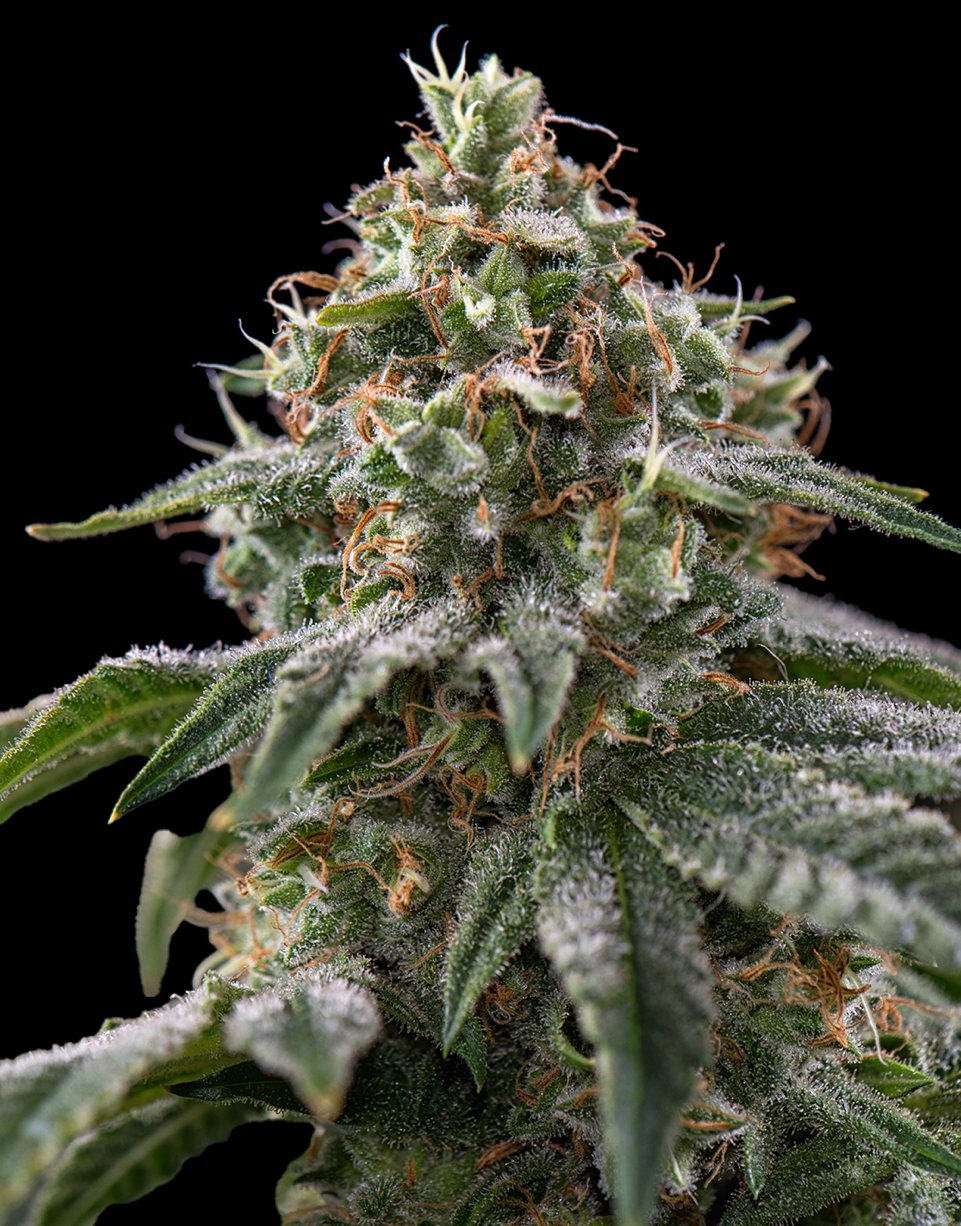 Triploid Cannabis Seeds - The Rascal - Feminized Triploid