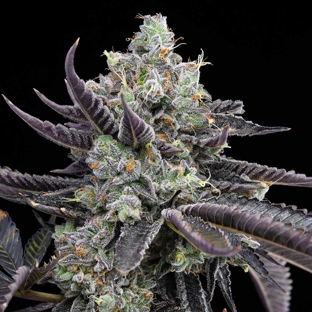 Cookies Seeds - Tie Die - Feminized