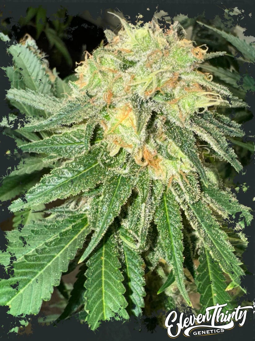 Eleven Thirty Genetics - Toad Venom Auto - Feminized