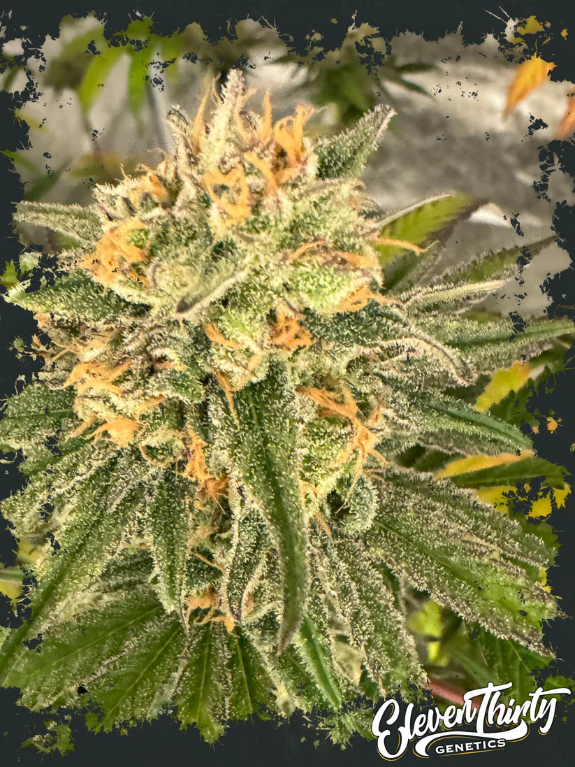 Eleven Thirty Genetics - Toad Venom - Feminized