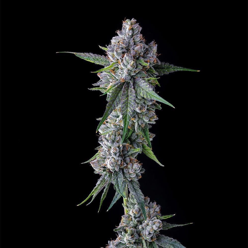 Compound Genetics - Trillianz - Feminized