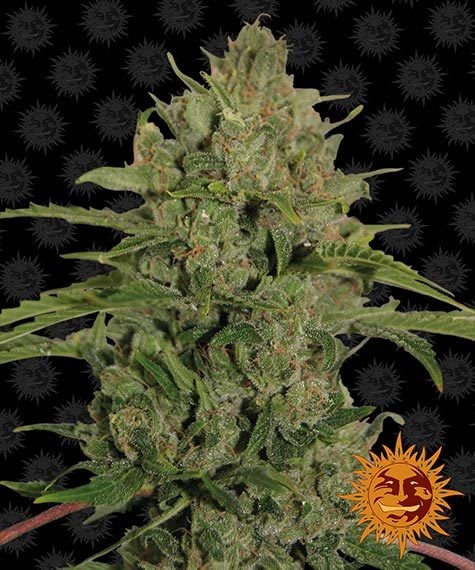 Barneys Farm Seeds - Triple Cheese - Feminized