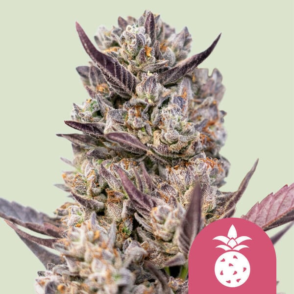 Royal Queen Seeds - Tropicana Cookies Purple - Feminized