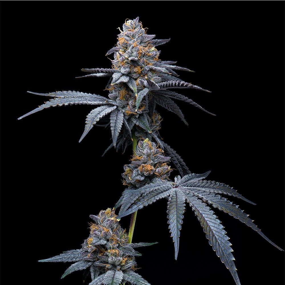 Cookies Seeds - Tropicana Cookies x Hollywood - Feminized