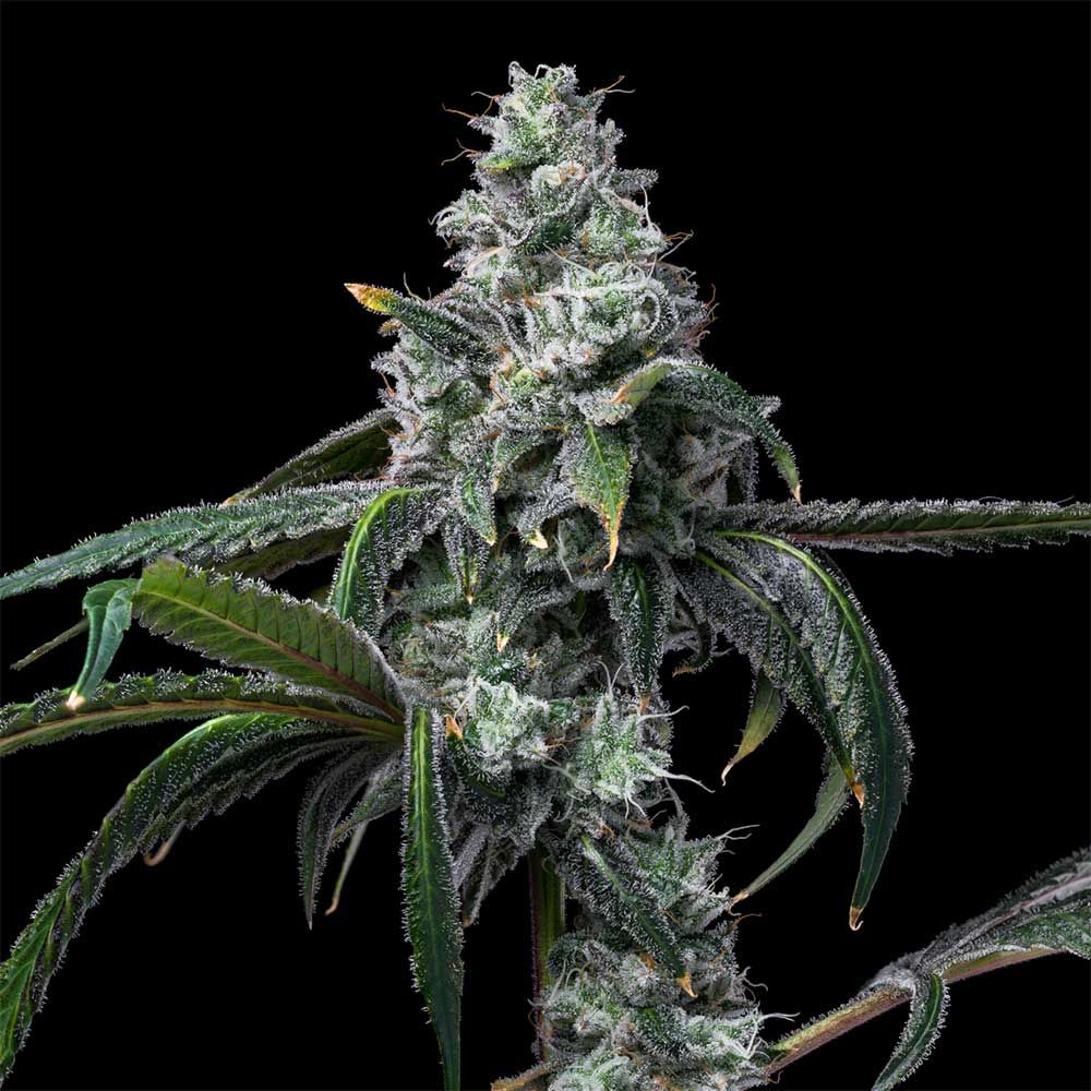 Cookies Seeds - UK Cheese x Hollywood Feminized