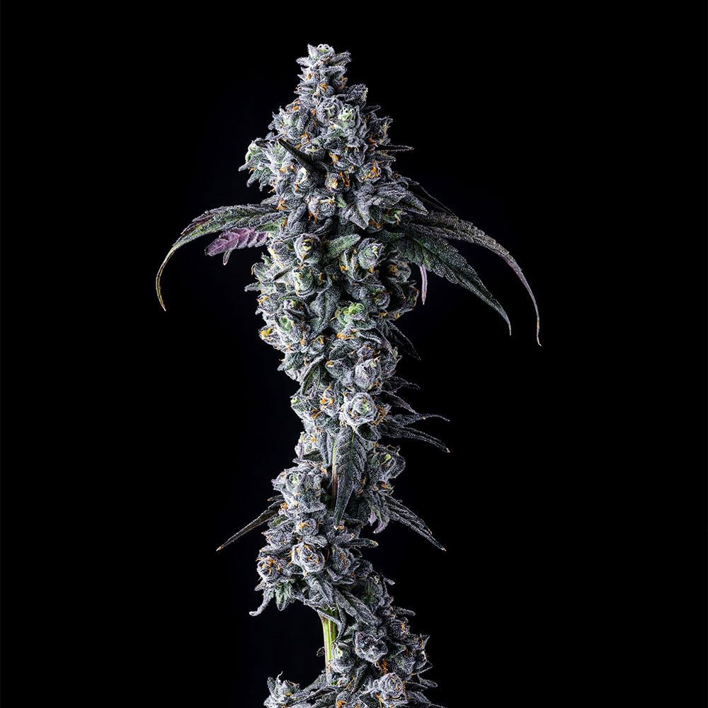 Compound Genetics - UK Riot - Feminized