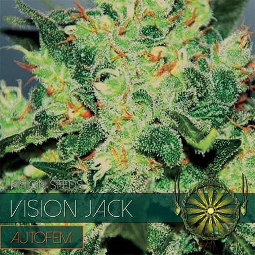 Vision Seeds - Vision Jack Auto Feminized 