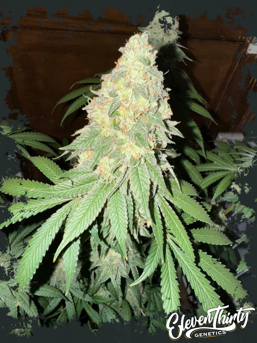 Eleven Thirty Genetics - War Headz Auto - Feminized