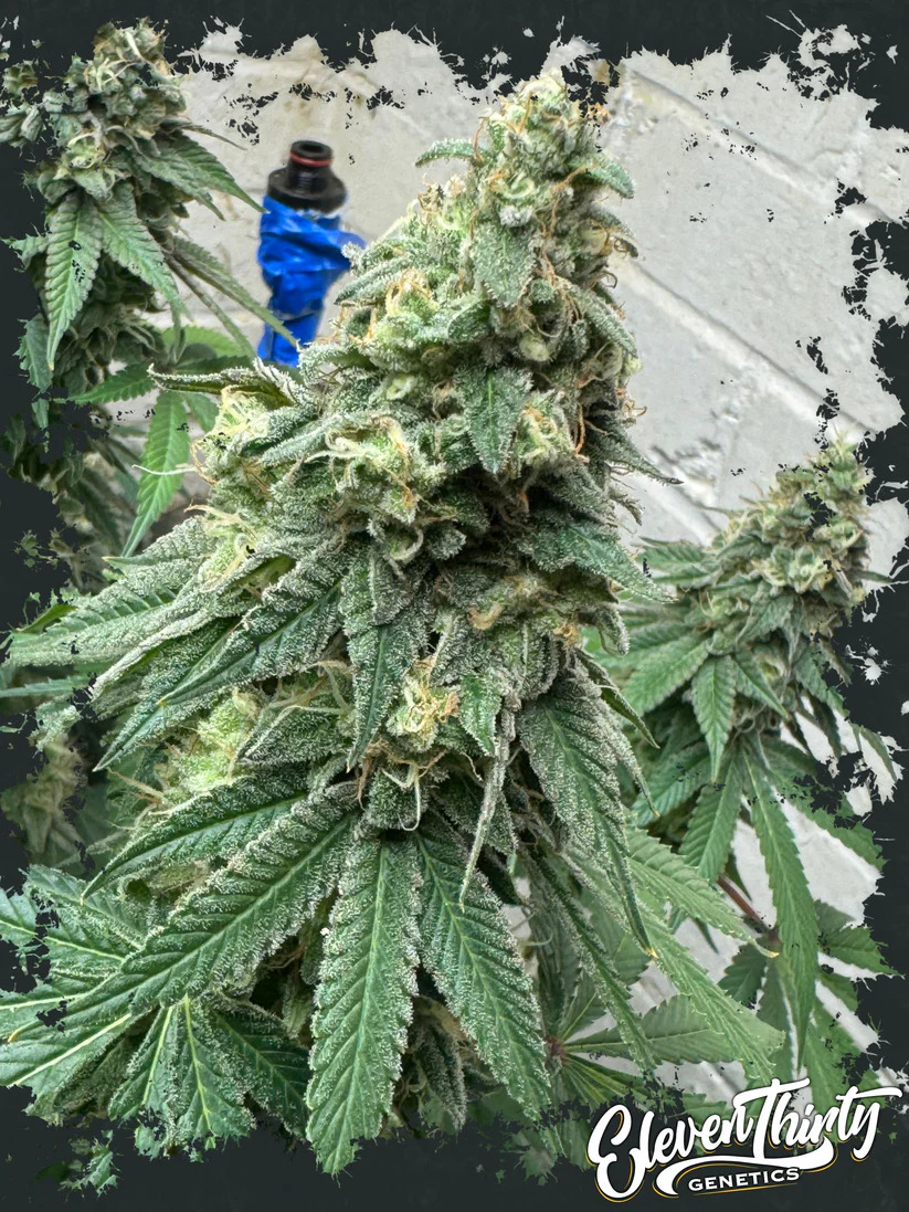  Eleven Thirty Genetics - War Headz - Feminized