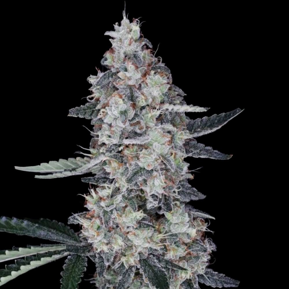 DNA Genetics - Watermelon Man Auto Feminized