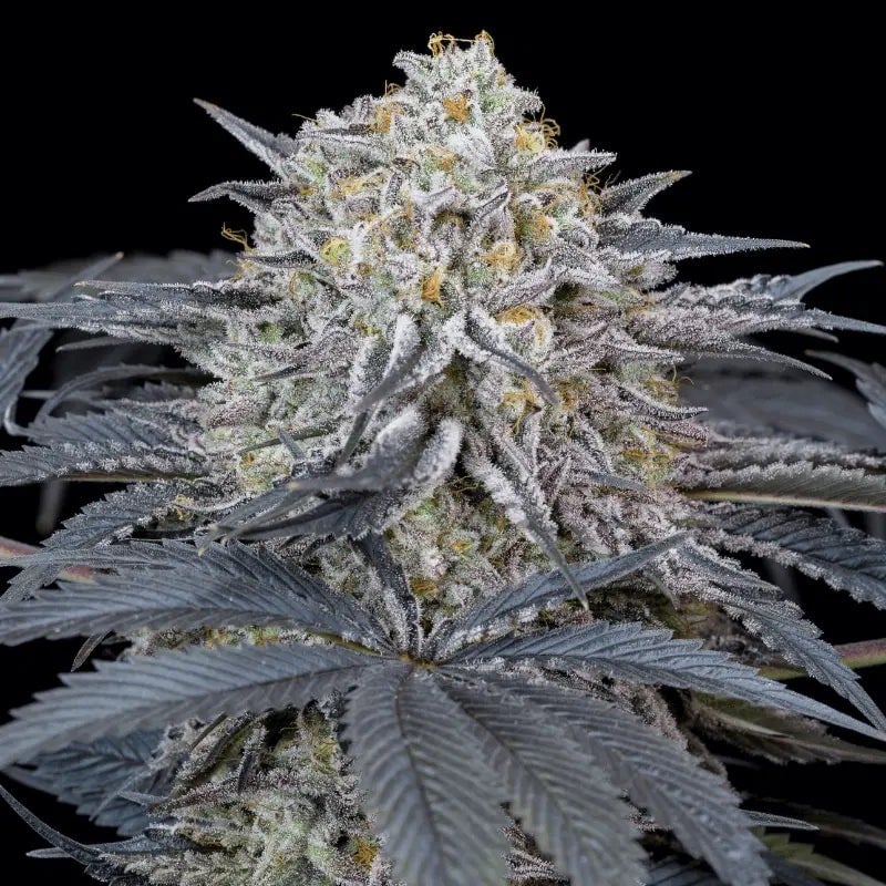 Silent Seeds - Watermelon Runtz - Feminized