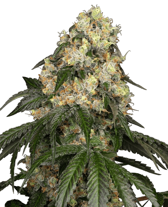 White Label Seed - White Biscotti OG XXL - Feminized 