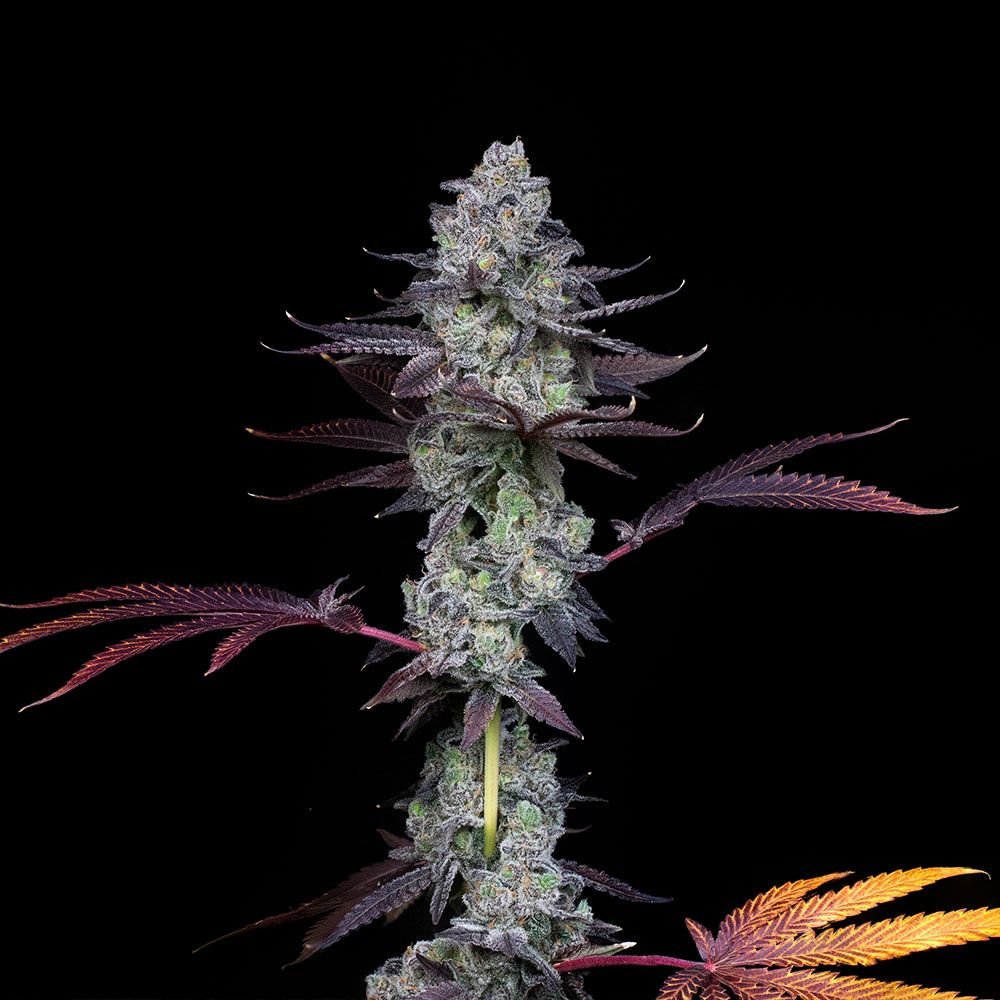 Compound Genetics - The Wildcard - Feminized