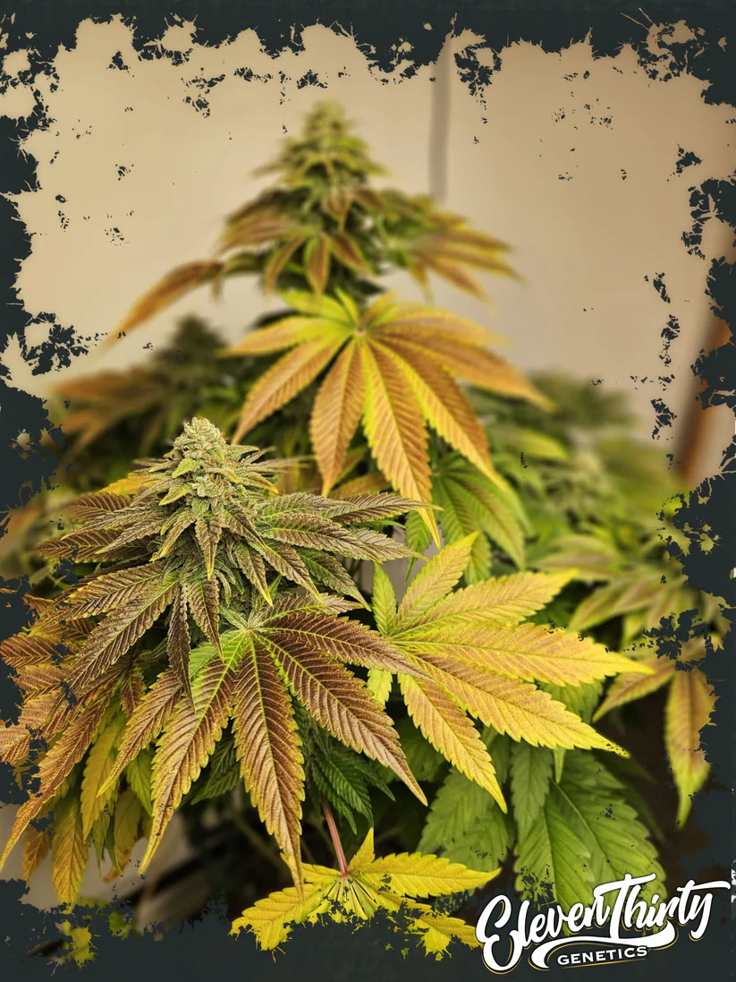  Eleven Thirty Genetics - Zerbert - Feminized