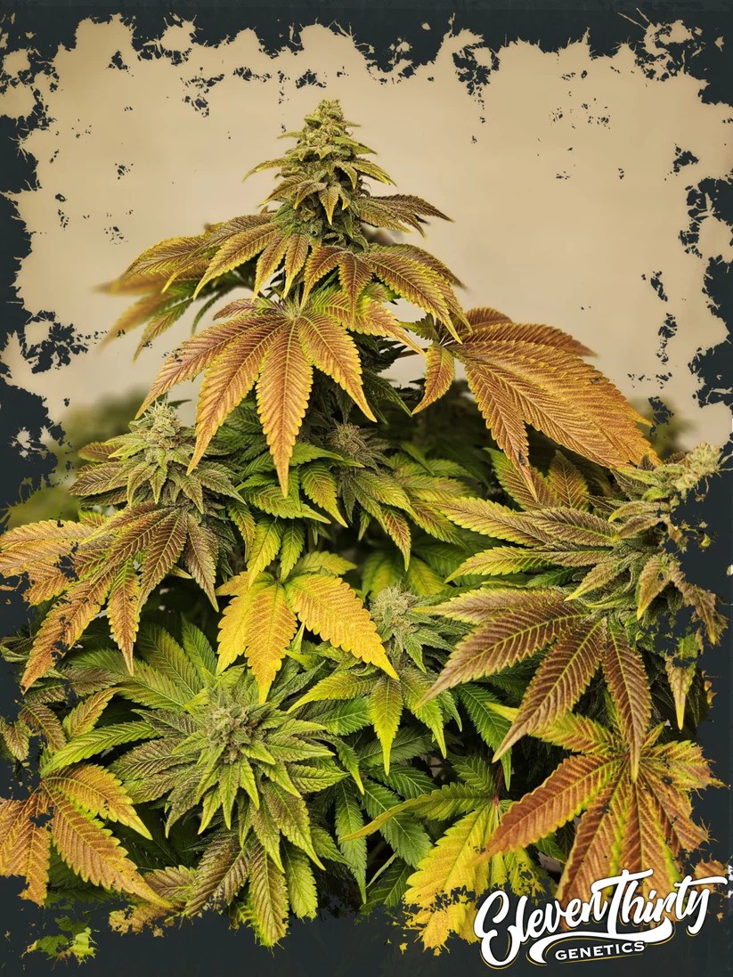 Eleven Thirty Genetics - Zerbert Auto - Feminized