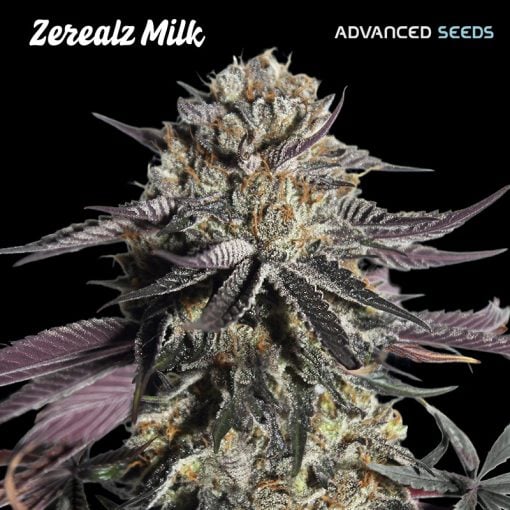 Advanced Seeds - Zerealz Milk - Feminized 