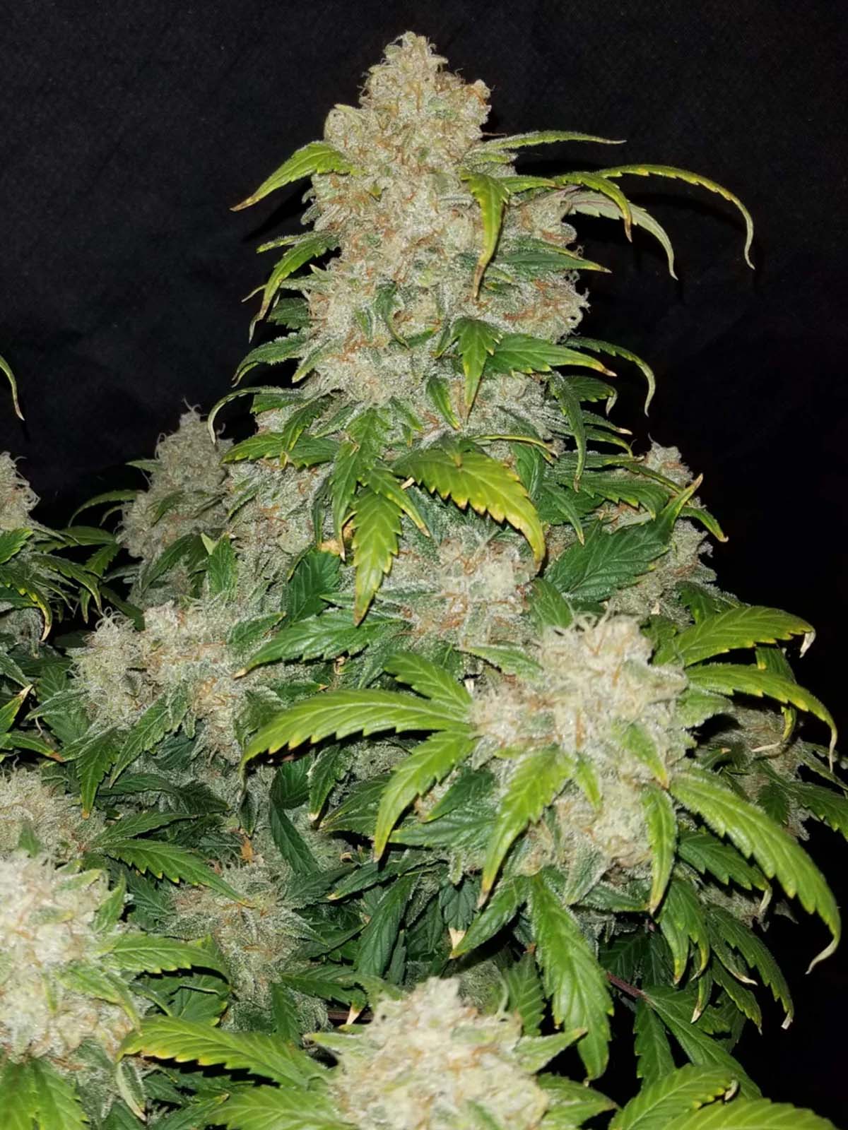 Auto-Tastic Seeds - Zkittlez Auto - Feminised