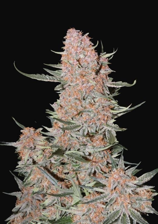 Ztrawberriez Auto – Feminized – Fast Buds   