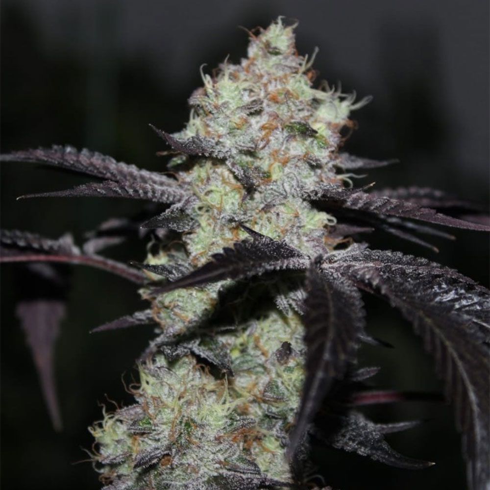 Grounded Genetics - Zwisher - Feminized