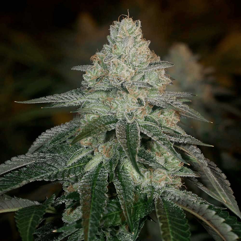 Archive Seedbank - Hazmat Feminized