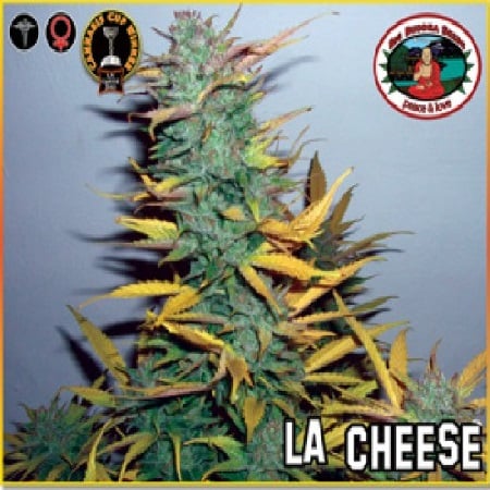 Big Buddha Seeds L.A. Cheese Feminized