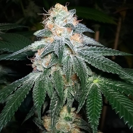 Bubba’s Breath - Feminized - Katsu Bluebird Seeds