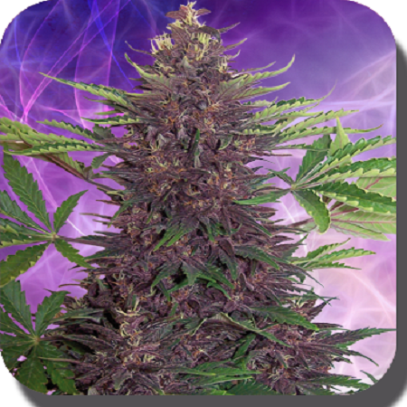 Buddha Seeds Purple Kush Auto Feminized