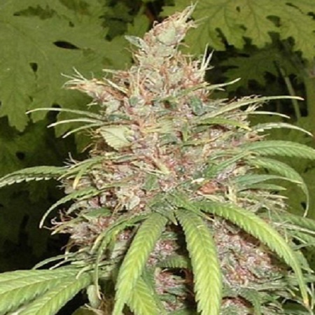 Congo Nigerian Hashplant Regular Cannabis Seeds by Apothecary Genetics ...