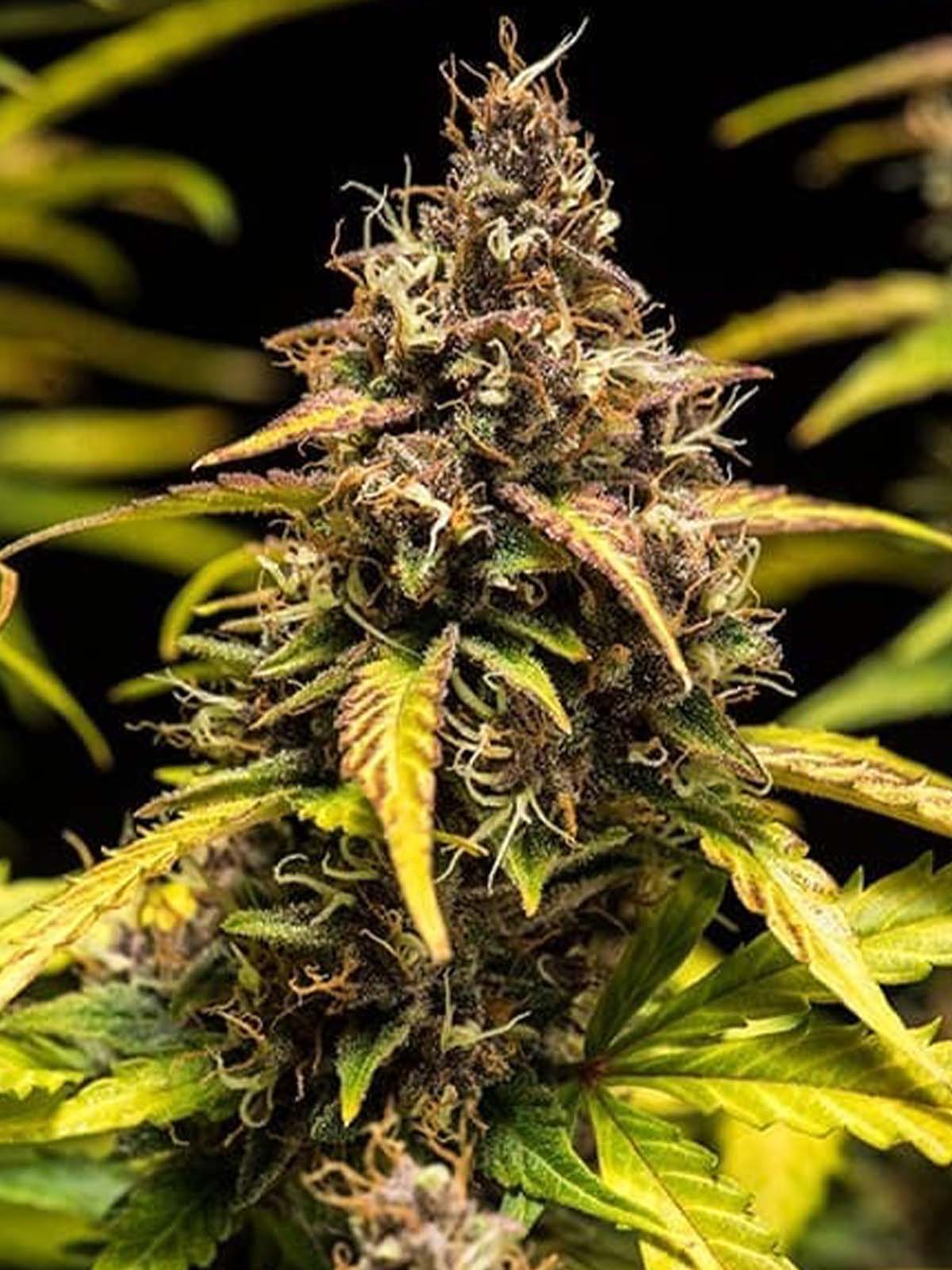 Auto-Tastic Seeds - Dos Si Dos Auto - Feminised