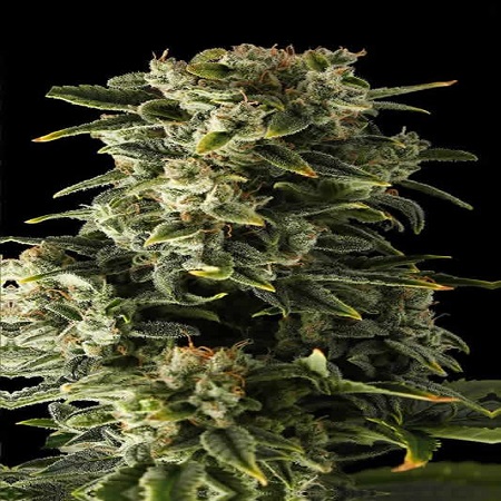 Bulk Seeds Automatic Haze Feminized