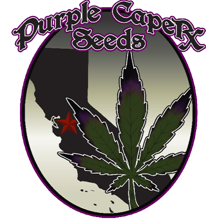 Purple Caper Seeds Zkittlez BX Regular