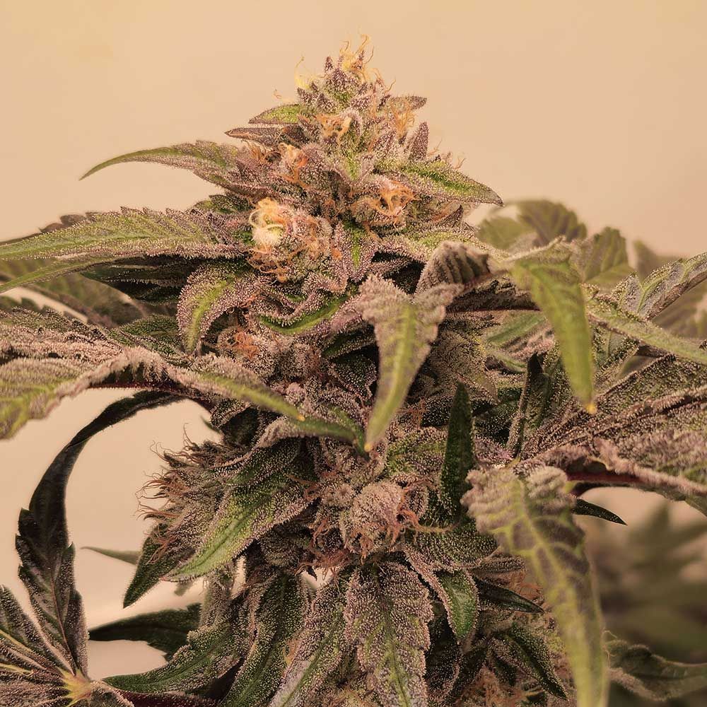 Karma Genetics Seeds - Pinky Zowahh Feminized