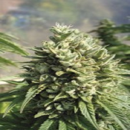 Kandy Kush Feminized Marijuana Seeds by Reserva Privada Seeds ...