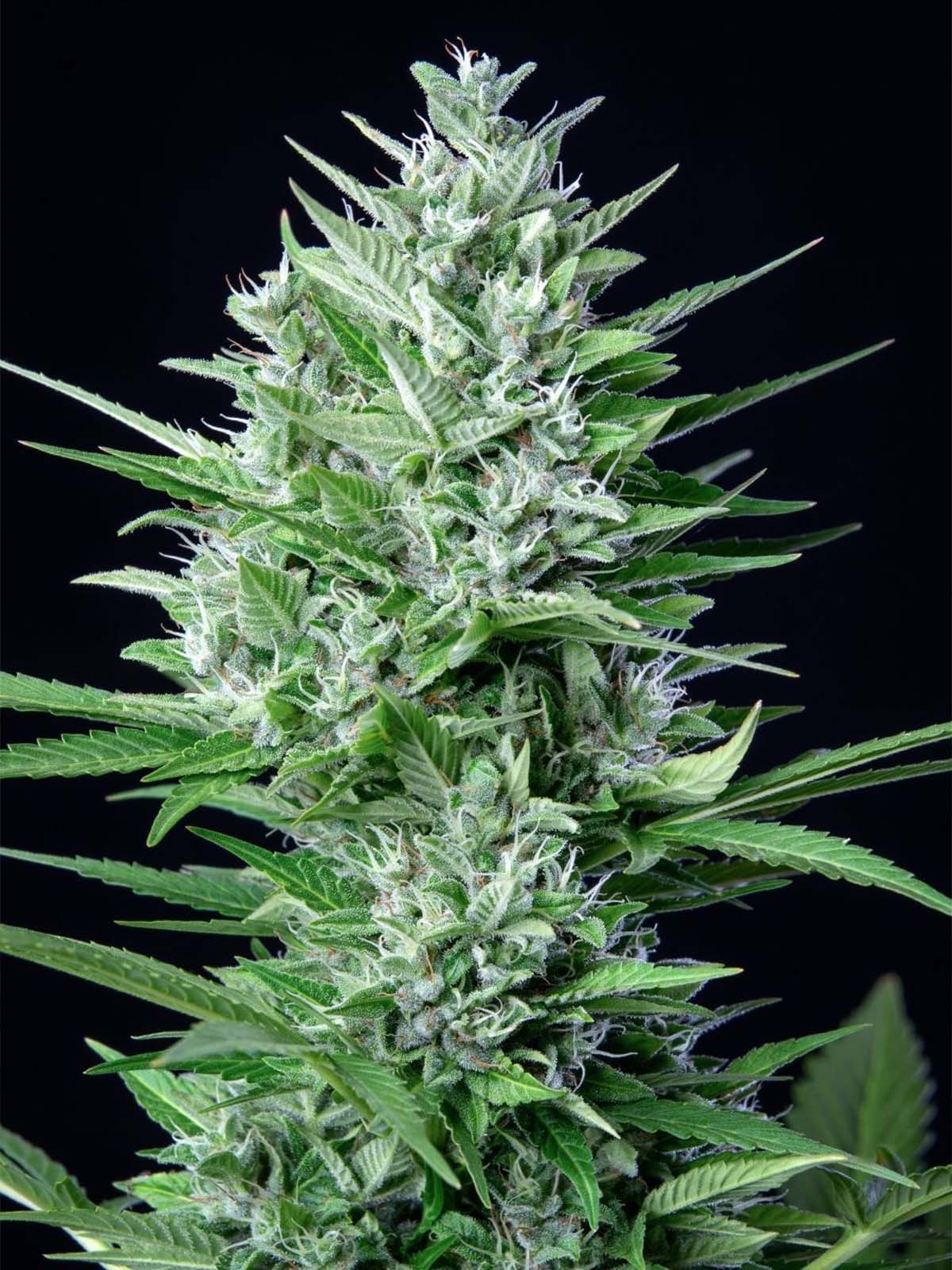 Auto-Tastic Seeds - White Widow Auto - Feminised 