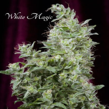 Mandala Seeds White Magic Feminized