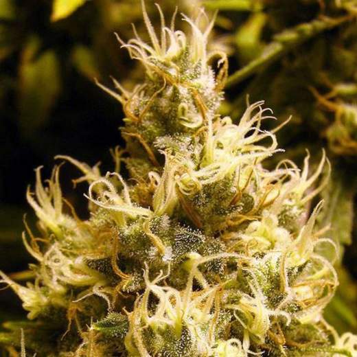 Wonder Woman – Regular – Nirvana Seeds 