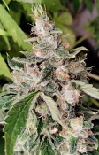 Ace Seeds - African Gas - Feminized