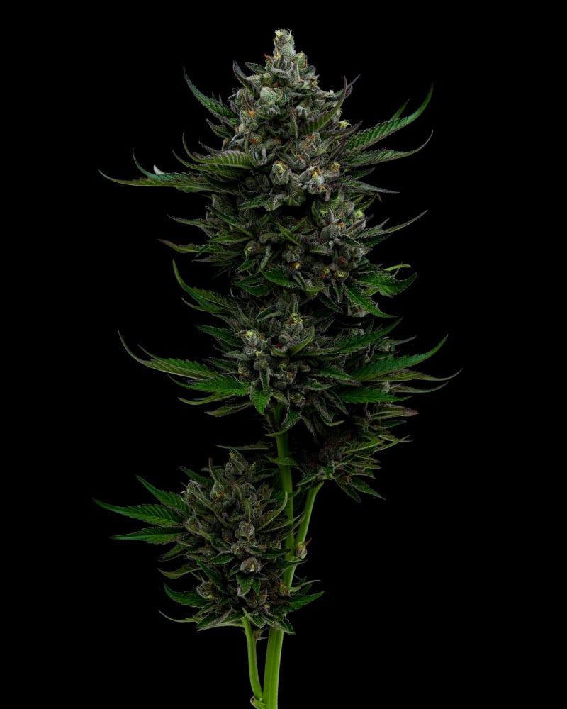All Gas OG - Feminized - 2024 Cannabis Seed Collection 