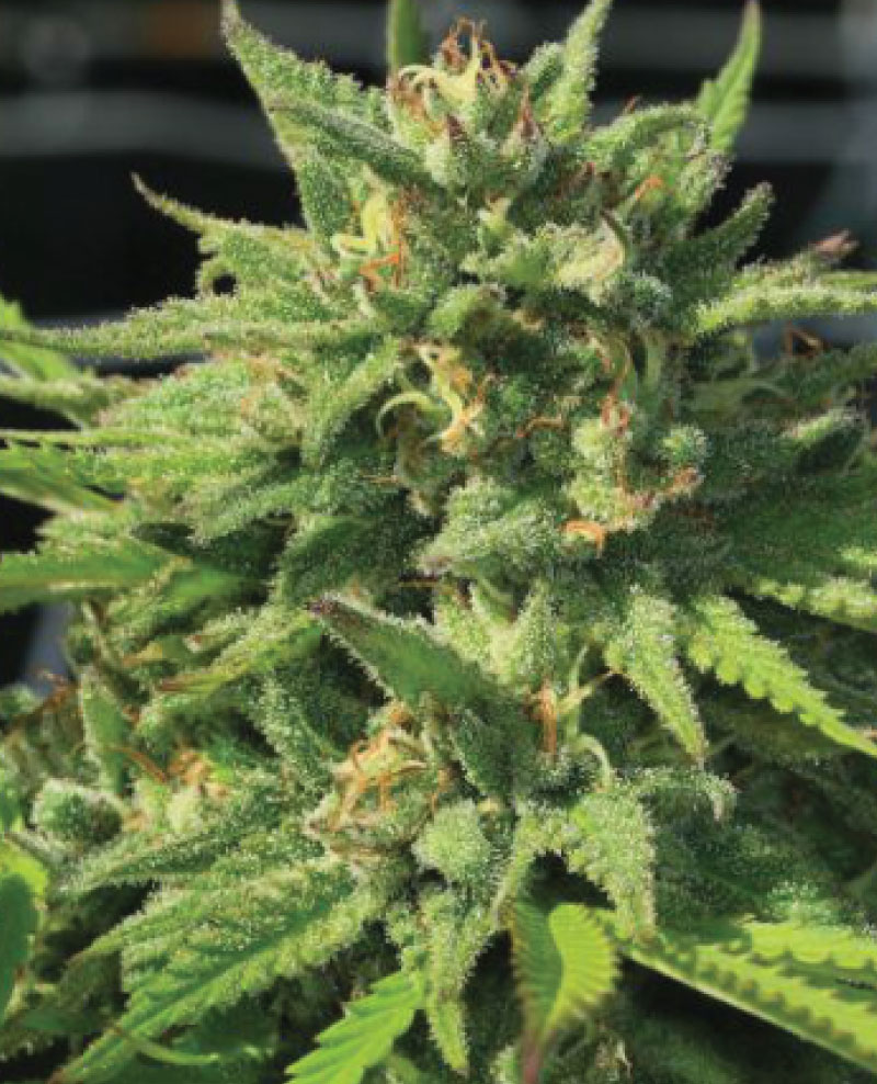 2024 Cannabis Seed Collection - Bigfoot Glue Feminized