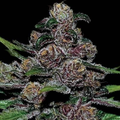 Blueberry Moonrocks - Feminized - 2024 Cannabis Seed Collection 