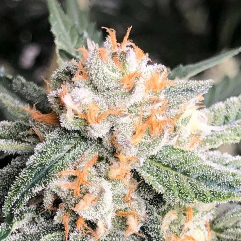 Symbiotic Genetics Seeds - Candied Oranges - Feminized