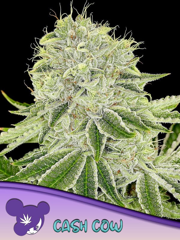 2024 Cannabis Seed Collection - Cash Cow Feminized